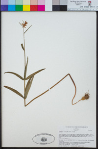Fritillaria eastwoodiae image