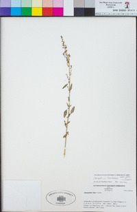 Chenopodium brandegeeae image