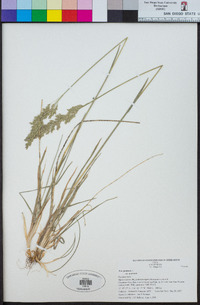 Poa pratensis subsp. pratensis image
