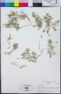 Phlox austromontana image