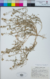 Lobularia maritima image