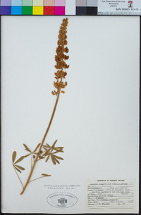 Lupinus longifolius image