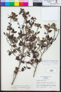 Ceanothus tomentosus image