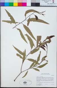 Eucalyptus citriodora image