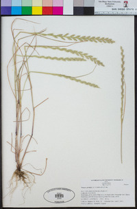 Festuca perennis image