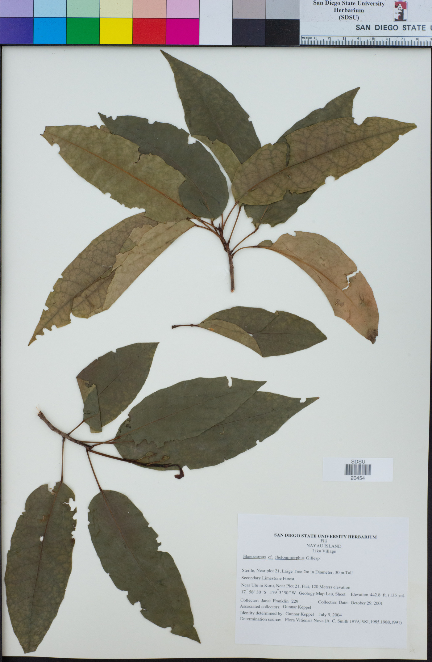 Elaeocarpus chelonimorphus image