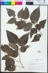 Flacourtia subintegra image