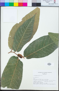 Image of Ficus greenwoodii