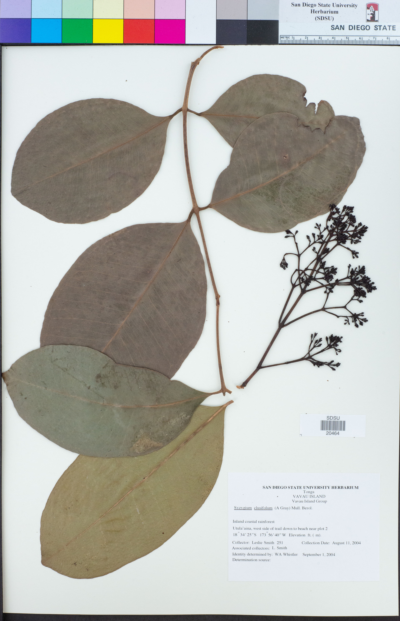 Syzygium clusiifolium image