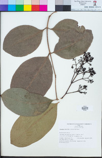 Image of Syzygium clusiifolium