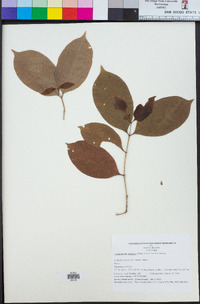 Cyclophyllum barbatum image