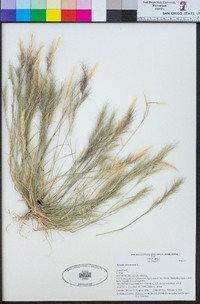 Aristida adscensionis image