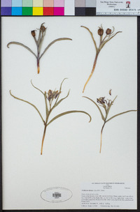 Image of Fritillaria falcata