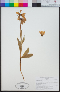 Fritillaria striata image
