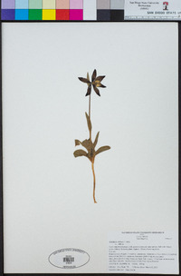 Fritillaria biflora image