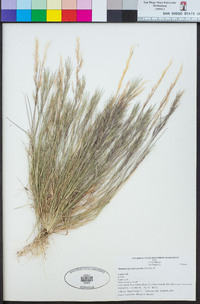 Muhlenbergia microsperma image