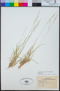 Panicum hallii image