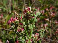 Acmispon cytisoides image