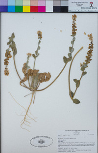 Dithyrea californica image