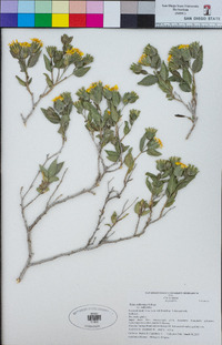 Trixis californica image