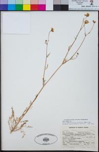 Gilia capitata image