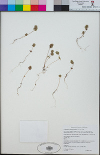 Pogogyne serpylloides image