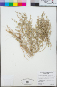 Chenopodium incanum image