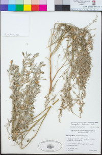 Chenopodium lenticulare image
