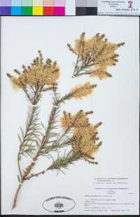 Melaleuca linariifolia image