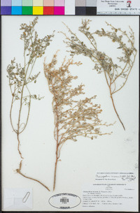 Chenopodium incanum var. elatum image