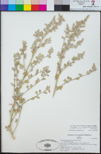 Chenopodium incanum var. elatum image