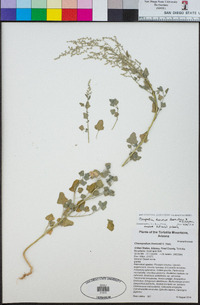 Chenopodium sonorense image