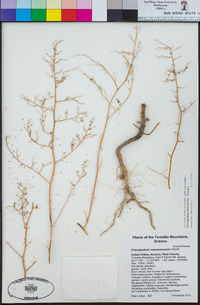 Chenopodium neomexicanum var. neomexicanum image
