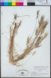 Bromus madritensis image