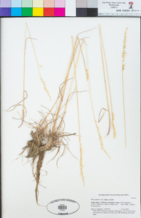 Poa secunda subsp. secunda image