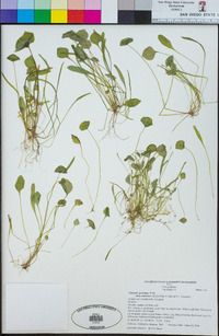 Claytonia perfoliata subsp. mexicana image