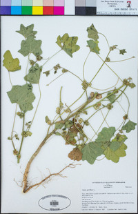 Malva parviflora image