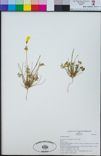 Oxalis pes-caprae image