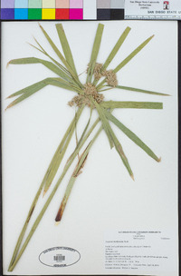 Cyperus involucratus image