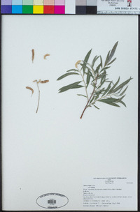 Salix exigua image