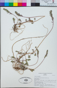 Lythrum hyssopifolia image