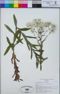 Pseudognaphalium californicum image