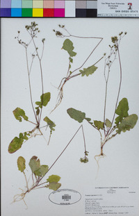 Youngia japonica image