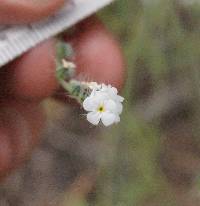 Cryptantha incana image