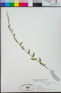 Chenopodium eastwoodiae image