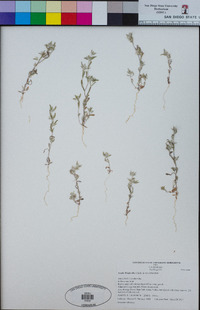 Logfia filaginoides image