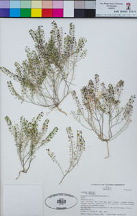 Lepidium virginicum var. virginicum image