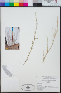 Chenopodium luteum image