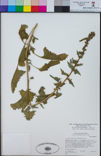 Chenopodium californicum image