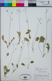 Youngia japonica image